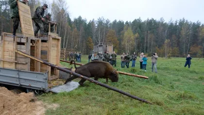 В «Брянском лесу» вспомнили историю возрождения европейского зубра
