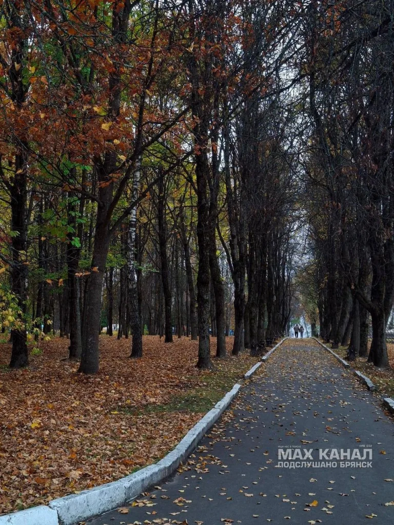 Аллея с осенней листвой в Соловьях