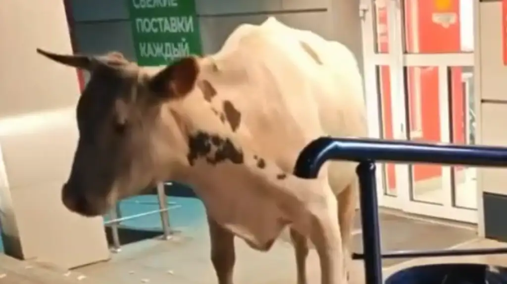 Корова возле магазина «Пятерочка» в Брянске