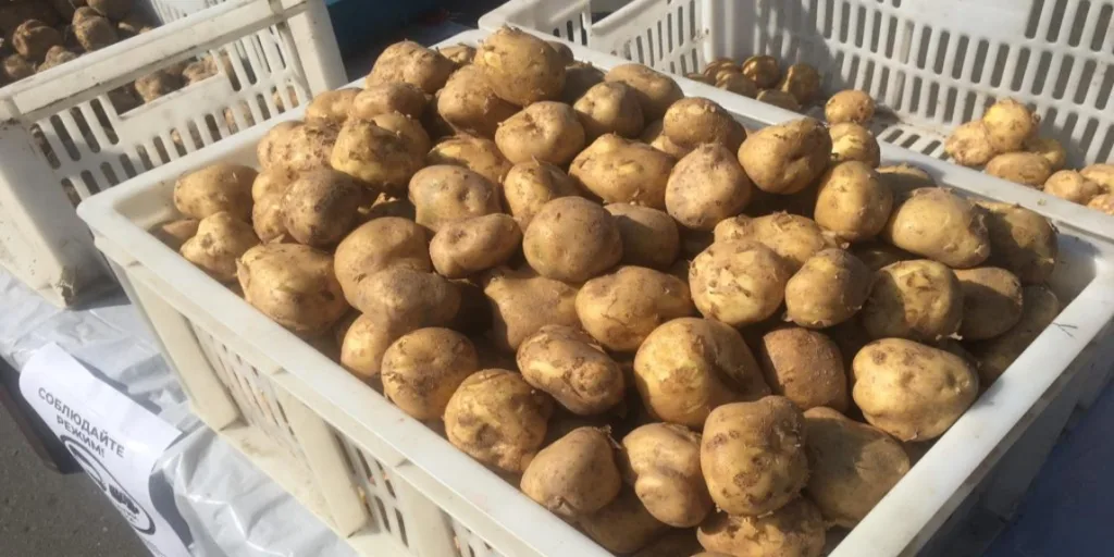 Картофель в пластиковых ящиках на прилавке