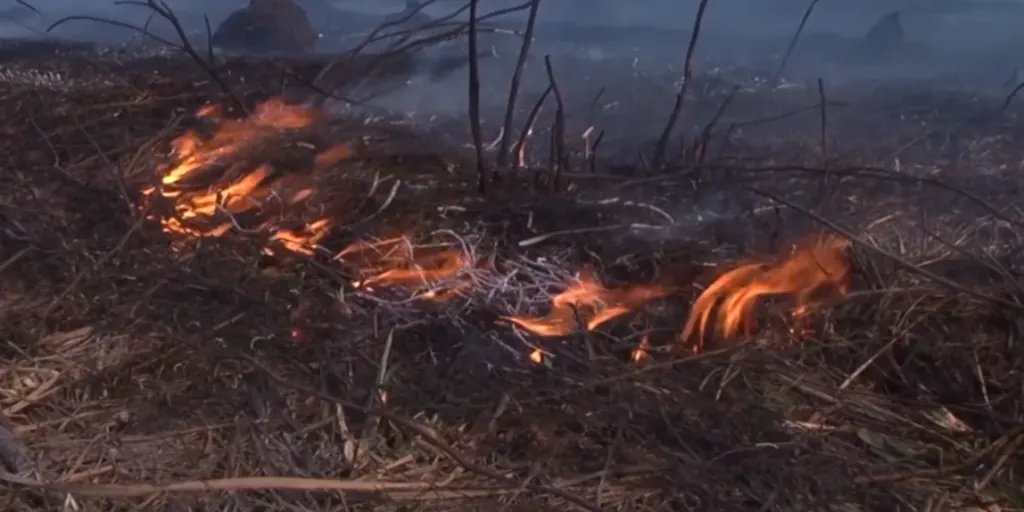 Лесной пожар, пламя среди сгоревших деревьев