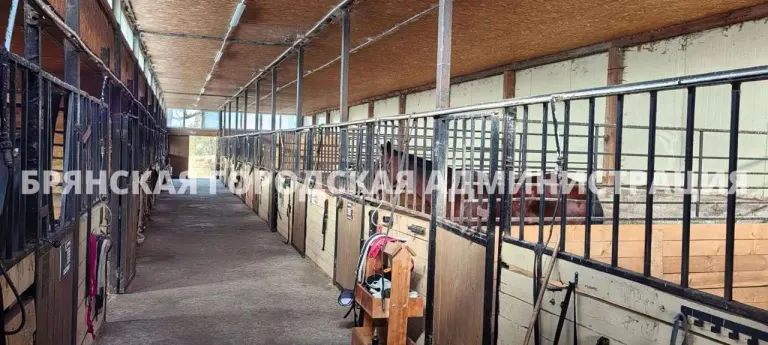 В Брянске открыли штрафстоянку для безнадзорных лошадей