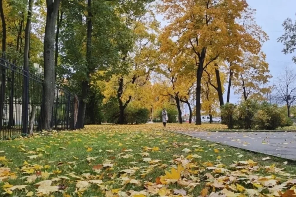 Парк с высокими деревьями в осеннее время
