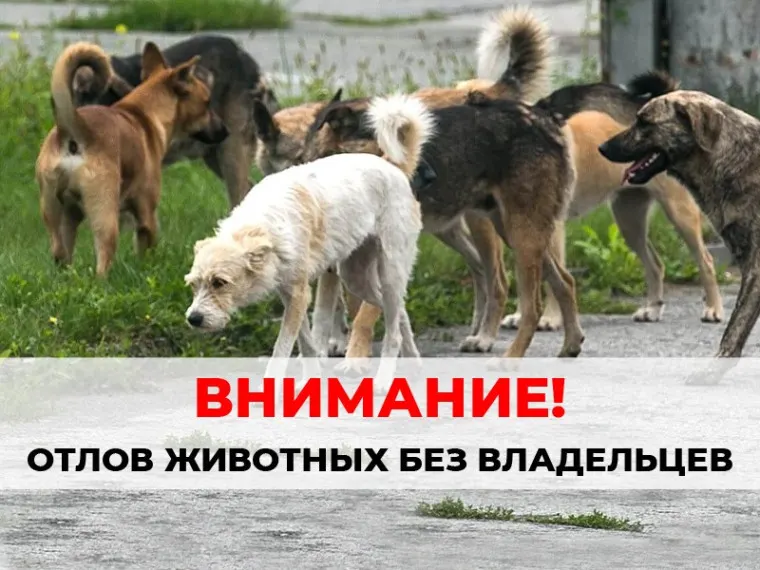 В Жуковском округе пройдет отлов безнадзорных собак