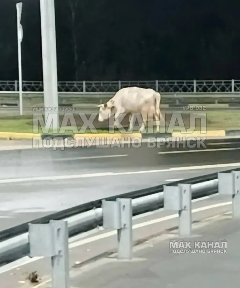 На вокзале Брянска видели кричащего человека или животного