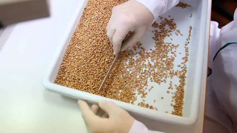 Лабораторная проверка качества семян пшеницы