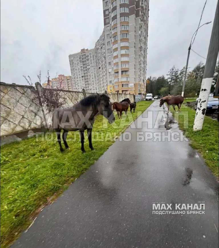 Припаркованные машины мясокомбината в Фокинском районе мешают жителям