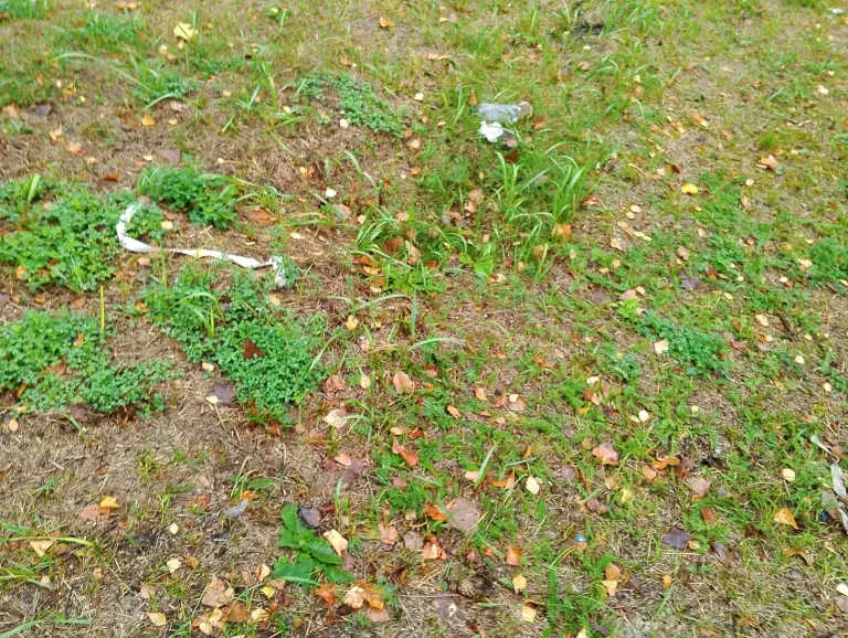 В Брянской области ожидаются сухая погода и риск пожаров
