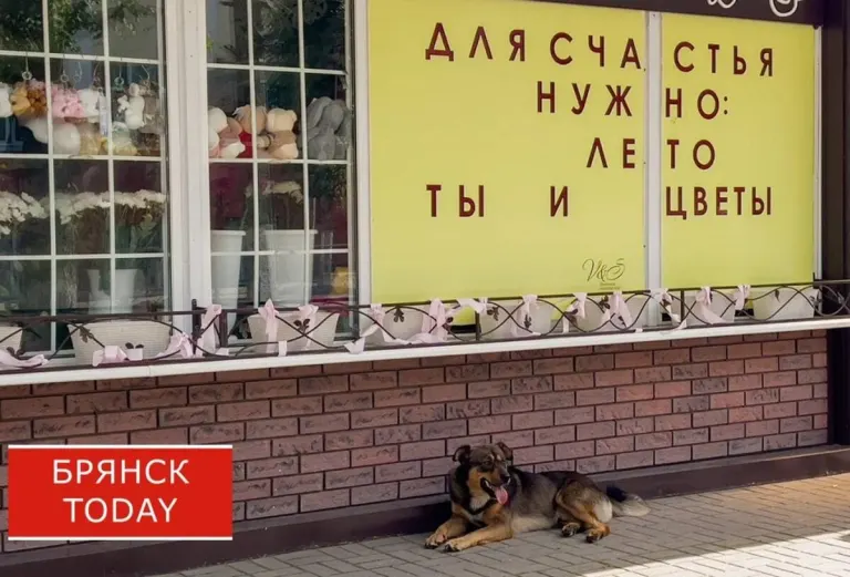 Собаки в Брянске паникуют при атаках дронов: рекомендации ветеринаров