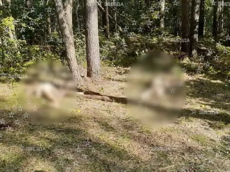 Украинские ССО разворачиваются вблизи Брянской области