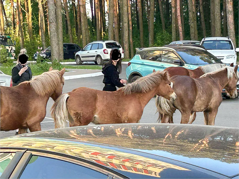 Безнадзорные лошади на городской парковке