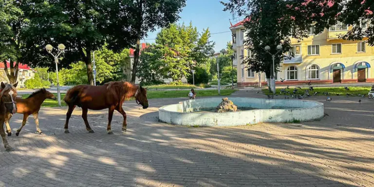 Брянские власти ловят безнадзорных лошадей, но бизнес отказывается помогать