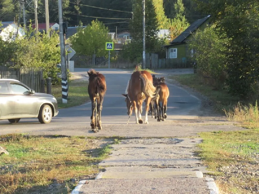 Табун лошадей без присмотра на городской улице