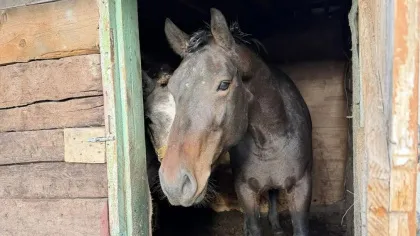 В Володарском районе Брянска насчитали 31 хозяйство с лошадьми