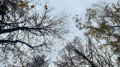 В Брянской области на 23 октября ожидаются дожди и до +17 градусов