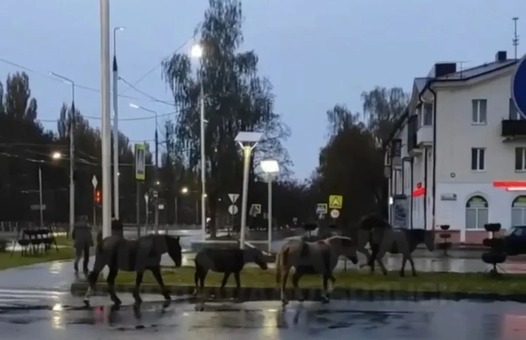Табун лошадей на улице Брянска