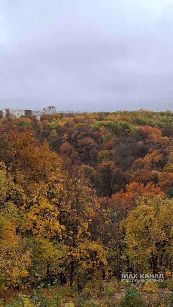 Осенний лес в жёлто-красных тонах